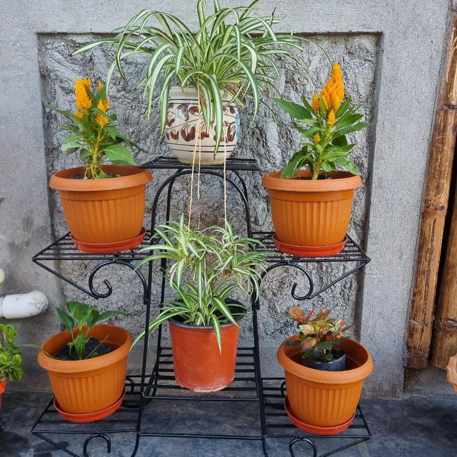 Alohi The Terrace Homestay Tezpur エクステリア 写真
